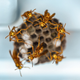 Illustration for article titled 18 Creepy, Crawly Photos Of Insects